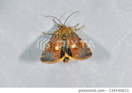 Male of the spotted cricket moth (Shiretoko, Hokkaido) 138540621
