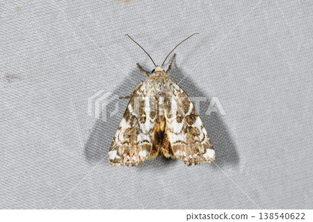 Female of the spotted owlet moth (Tsurui Village, Hokkaido) 138540622
