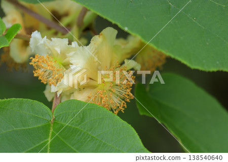 The flowers of Actinidia polygama blooming in the forest in early summer. The flowers of Actinidia polygama blooming in the forest in early summer. 138540640