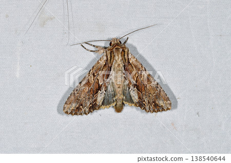 Eurasia Okhotsk Yoto (Shiretoko, Hokkaido) Eurasia Okhotsk Yoto (Shiretoko, Hokkaido) 138540644