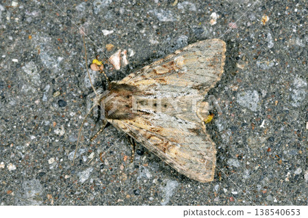 Cadbury armyworm (Sounkyo, Hokkaido) 138540653