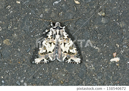 Cogoma armyworm (Tsurui Village, Hokkaido) 138540672