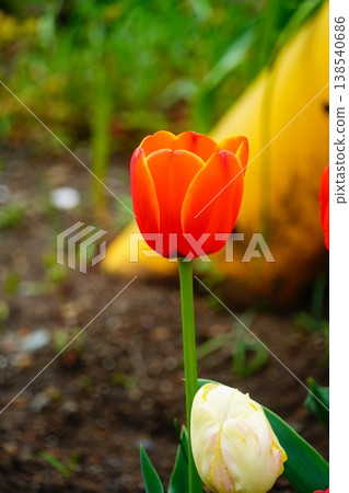 Tulip Tulip 138540686
