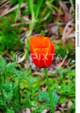Tulip Tulip 138540687