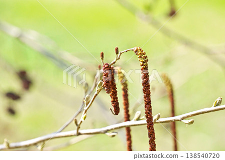 Japanese alder female and male flowers (spring, March) Japanese alder female and male flowers (spring, March) 138540720