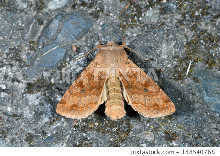 Blue-spotted moth (Shikaoi Town, Hokkaido) Blue-spotted moth (Shikaoi Town, Hokkaido) 138540768
