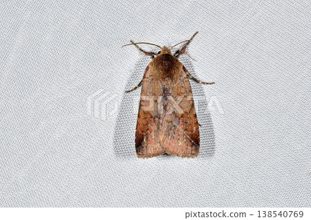 Red-tailed moth (Shiretoko, Hokkaido) Red-tailed moth (Shiretoko, Hokkaido) 138540769