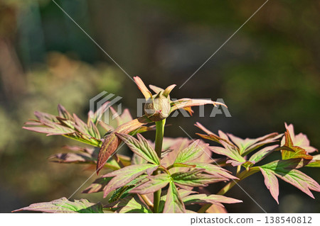 Swollen peony buds (Spring, March) Swollen peony buds (Spring, March) 138540812