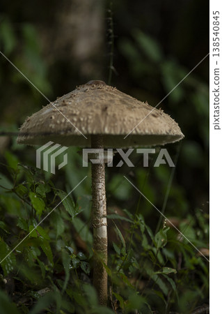 Parasol mushroom growing in the forest Parasol mushroom growing in the forest 138540845
