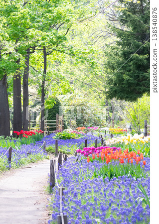 A vertical composition of a path lined with tulips and muscari. A vertical composition of a path lined with tulips and muscari. 138540876