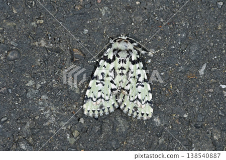 Sesame seed monster (Tsurui Village, Hokkaido) 138540887