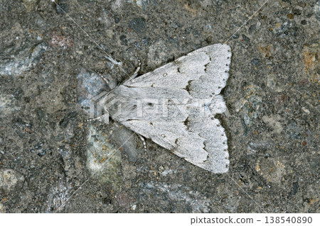 Shirokenmon (Hokkaido/Shiretoko) Shirokenmon (Hokkaido/Shiretoko) 138540890