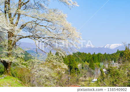 由兵庫縣藪市捐贈的垂海大櫻花樹,以及白雪皚皚的野後白山(岐阜縣本棲市)。 由兵庫縣藪市捐贈的垂海大櫻花樹,以及白雪皚皚的野後白山(岐阜縣本棲市)。 138540902