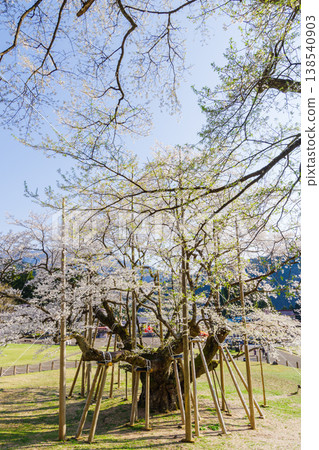 新谷臼住櫻花盛開（岐阜縣本棲市臼立公園） 138540903