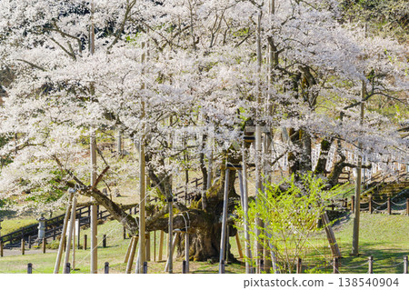 The Neodani Usuzumi cherry blossoms in full bloom (Usuzumi Park, Motosu City, Gifu Prefecture) The Neodani Usuzumi cherry blossoms in full bloom (Usuzumi Park, Motosu City, Gifu Prefecture) 138540904