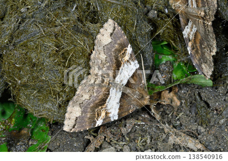 A moth (Ayashirafukuchiba) absorbing water from horse manure (Tsurui Village, Hokkaido) A moth (Ayashirafukuchiba) absorbing water from horse manure (Tsurui Village, Hokkaido) 138540916