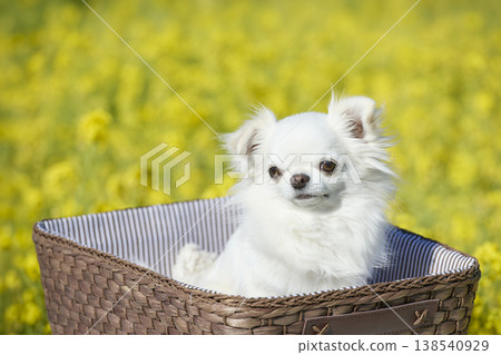 一隻白色吉娃娃犬躺在籃子裡;春日花田中的自然寫照。 一隻白色吉娃娃犬躺在籃子裡;春日花田中的自然寫照。 138540929