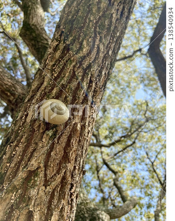 A snail climbing a tree against a clear blue sky during a break in the rainy season, low-angle shot (left-facing) | Advertising, Education, Blog Material 138540934