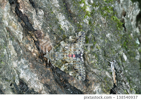A caterpillar moth (Catapultella fuscata) feeding on tree sap (Tsurui Village, Hokkaido) 138540937