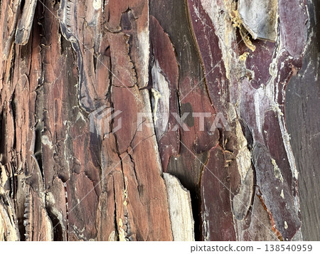 Arizona Cypress bark (Cupressus arizonica) Arizona Cypress bark (Cupressus arizonica) 138540959