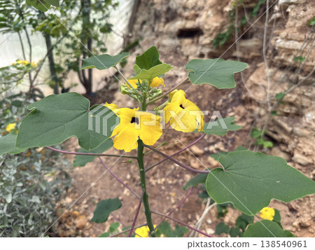 Mousetrap Tree or Succulent Sesame (Uncarina peltata) 138540961