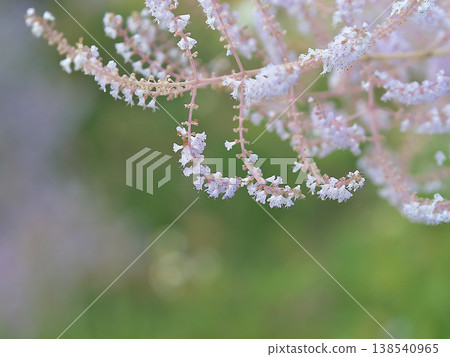 Mayflower in full bloom Mayflower in full bloom 138540965