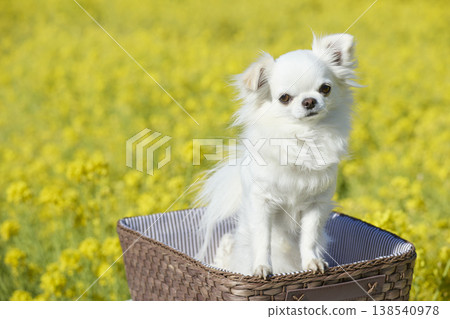 A cute pet portrait of a white Chihuahua tilting its head in a spring flower field. A cute pet portrait of a white Chihuahua tilting its head in a spring flower field. 138540978