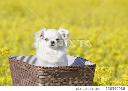 A white Chihuahua in a basket; a simple portrait in a spring flower field. 138540986