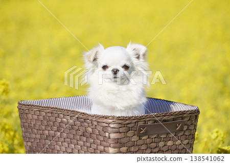 A white Chihuahua in a basket; a simple portrait in a spring flower field. 138541062