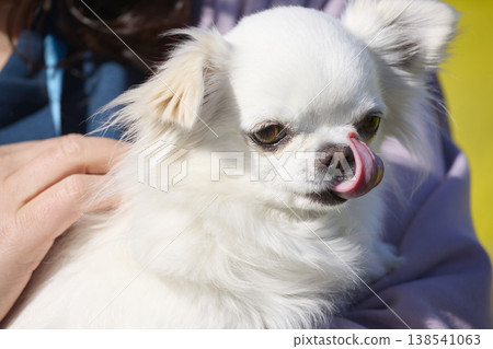 A white Chihuahua sticking out its tongue; the adorable expression of a pet being held by its owner. A white Chihuahua sticking out its tongue; the adorable expression of a pet being held by its owner. 138541063