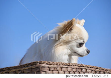 A refreshing pet portrait of a white Chihuahua in profile against a blue sky. A refreshing pet portrait of a white Chihuahua in profile against a blue sky. 138541064