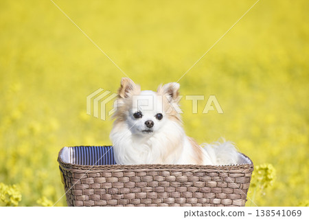 A Chihuahua in a basket; a cute dog facing forward in a spring flower field. 138541069