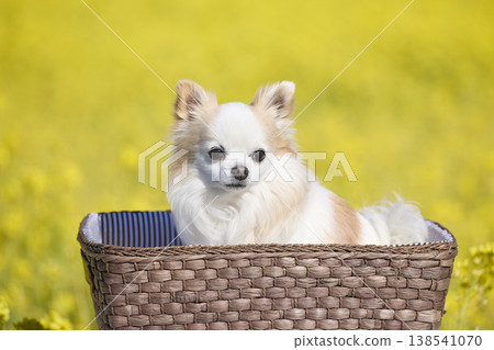 A cute Chihuahua sitting on a white blanket against a backdrop of a spring flower field. A cute Chihuahua sitting on a white blanket against a backdrop of a spring flower field. 138541070