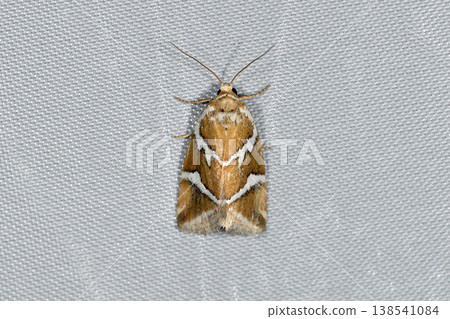 Two-striped moth (Kamikawa Town, Hokkaido) Two-striped moth (Kamikawa Town, Hokkaido) 138541084