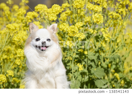 A close-up of a Chihuahua smiling against a backdrop of a flower field. 138541143