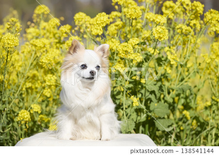 A Chihuahua sitting in front of a flower field: A natural pet portrait. 138541144
