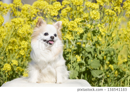 A smiling Chihuahua: A cute dog portrait with its tongue sticking out in a spring rapeseed field. 138541183