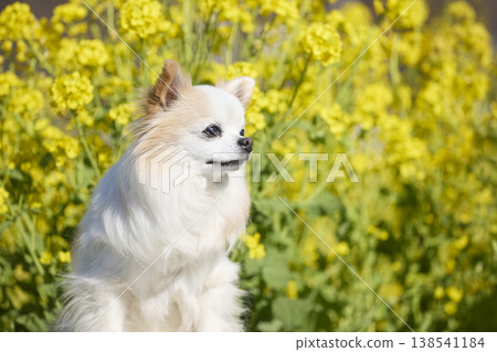 A Chihuahua looking to the side with a field of rapeseed flowers in the background - a natural pet photo. 138541184
