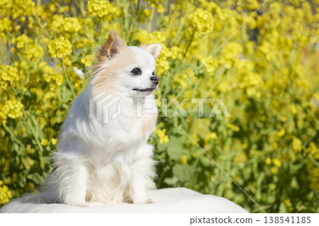 A Chihuahua sitting in front of a field of rapeseed flowers. A natural pet photo with ample negative space. 138541185