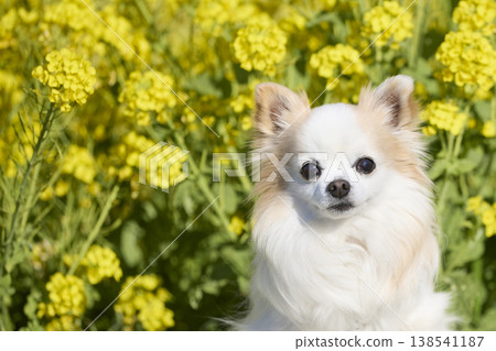 吉娃娃犬的特寫鏡頭，背景是油菜花。這是這隻可愛狗狗臉部的特寫。 138541187