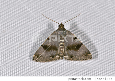 Black three-spotted moth (Tsurui Village, Hokkaido) Black three-spotted moth (Tsurui Village, Hokkaido) 138541277