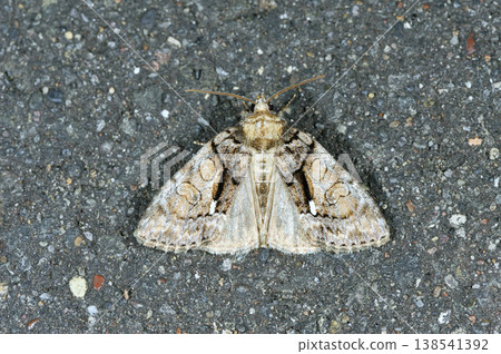 Spodoptera frugiperda (Tsurui Village, Hokkaido) 138541392
