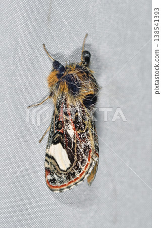 Mycotraga (Shiretoko, Hokkaido) 138541393