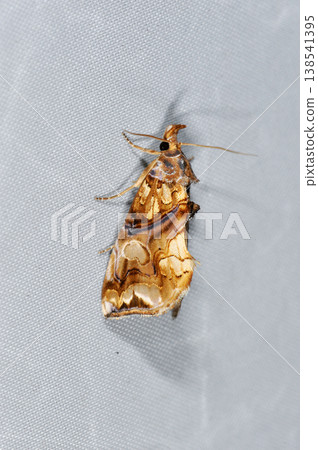 Madara Egriba（岡山縣新見市） 138541395
