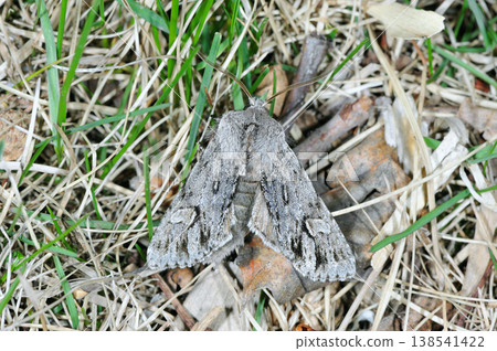 Ezo wood moth (Asahikawa City, Hokkaido) 138541422