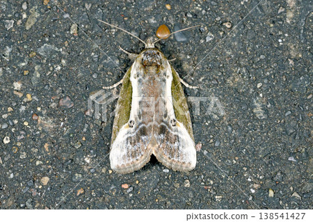 白紋蘑菇蛾（北海道鶴井村） 138541427