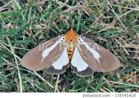 Shirosuji Hitorimodoki(沖繩縣石垣島) Shirosuji Hitorimodoki(沖繩縣石垣島) 138541428