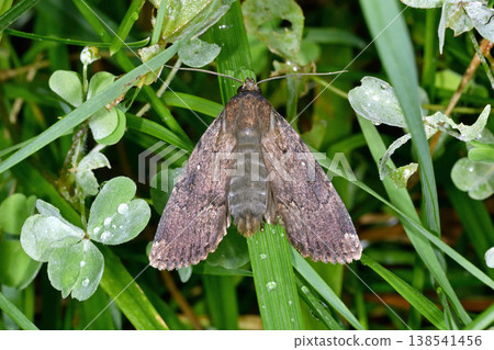White-tipped black-tailed armyworm (Sounkyo, Hokkaido) 138541456