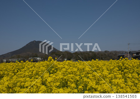 Spring is in full bloom, with Mount Omi-Fuji and rape blossoms (18) Spring is in full bloom, with Mount Omi-Fuji and rape blossoms (18) 138541503