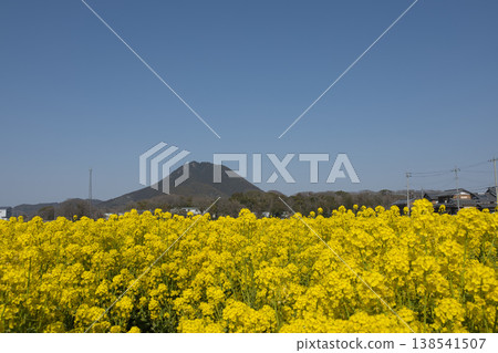Spring is in full bloom, with Mount Omi and rape blossoms (15) Spring is in full bloom, with Mount Omi and rape blossoms (15) 138541507